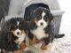 Bernese Mountain Dog Puppies for sale in Madison, WI, USA. price: $800
