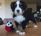 Bernese Mountain Dog Puppies for sale in Cambridgeshire, UK. price: NA