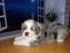 Bernese Mountain Dog Puppies for sale in Canning, NS B0P, Canada. price: $900