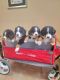 Bernese Mountain Dog Puppies for sale in Warren, Michigan. price: $1,600