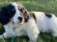 Bernese Mountain Dog Puppies for sale in Evans Mills, New York. price: $450
