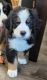 Bernese Mountain Dog Puppies for sale in Warren, Michigan. price: $1,300