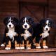Bernese Mountain Dog Puppies for sale in Lewisburg, Tennessee. price: NA