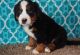 Bernese Mountain Dog Puppies for sale in Washington, DC, USA. price: $450