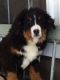 Bernese Mountain Dog Puppies for sale in Fort Wayne, IN, USA. price: $900