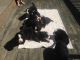 Bernese Mountain Dog Puppies for sale in Akron, OH, USA. price: NA