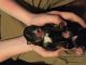 Bernese Mountain Dog Puppies for sale in Campbellsville, KY 42718, USA. price: $500
