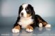 Bernese Mountain Dog Puppies for sale in Oceanside, CA, USA. price: NA