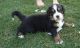 Bernese Mountain Dog Puppies for sale in Bellevue, WA, USA. price: NA