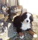 Bernese Mountain Dog Puppies for sale in Riverside, CA, USA. price: $500