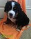 Bernese Mountain Dog Puppies for sale in Philadelphia, PA, USA. price: NA