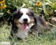 Bernese Mountain Dog Puppies for sale in Coatesville, PA 19320, USA. price: $1,200