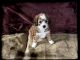 Bernese Mountain Dog Puppies for sale in Kansas City, MO, USA. price: NA