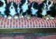 Bernese Mountain Dog Puppies for sale in Tampa, FL, USA. price: NA
