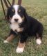 Bernese Mountain Dog Puppies for sale in Colorado Springs, CO, USA. price: NA