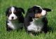 Bernese Mountain Dog Puppies for sale in Albuquerque, NM, USA. price: NA