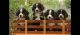Bernese Mountain Dog Puppies for sale in Carlsbad, CA, USA. price: NA