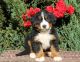Bernese Mountain Dog Puppies for sale in Little Rock, AR, USA. price: $400