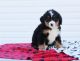 Bernese Mountain Dog Puppies for sale in Boston, MA, USA. price: $400