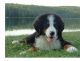 Bernese Mountain Dog Puppies for sale in Broken Arrow, OK, USA. price: $400