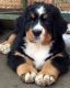Bernese Mountain Dog Puppies for sale in Charleston, SC, USA. price: $400