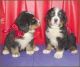Bernese Mountain Dog Puppies for sale in Beaver Creek, CO 81620, USA. price: $500