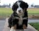 Bernese Mountain Dog Puppies for sale in Arden, DE 19810, USA. price: $500