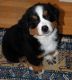 Bernese Mountain Dog Puppies for sale in Austin, TX, USA. price: NA