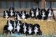 Bernese Mountain Dog Puppies for sale in Atlanta, GA, USA. price: $400