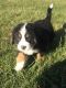Bernese Mountain Dog Puppies for sale in Tampa, FL, USA. price: NA