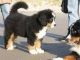 Bernese Mountain Dog Puppies for sale in Beaver Creek, CO 81620, USA. price: $600