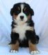 Bernese Mountain Dog Puppies for sale in Springfield, MA, USA. price: $500
