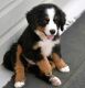 Bernese Mountain Dog Puppies for sale in Charlotte, NC, USA. price: $400