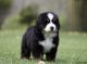 Bernese Mountain Dog Puppies for sale in Atlanta, GA, USA. price: $400