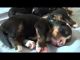 Bernese Mountain Dog Puppies for sale in Atlanta, GA, USA. price: $450