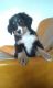 Bernese Mountain Dog Puppies for sale in Garden Grove, CA, USA. price: NA
