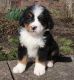 Bernese Mountain Dog Puppies for sale in Cambridge, MA, USA. price: $500