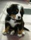 Bernese Mountain Dog Puppies for sale in St Paul, MN, USA. price: NA