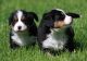 Bernese Mountain Dog Puppies for sale in Chula Vista, CA, USA. price: NA