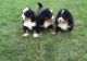 Bernese Mountain Dog Puppies for sale in Van Nuys, Los Angeles, CA, USA. price: NA