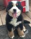 Bernese Mountain Dog Puppies for sale in Costa Mesa, CA, USA. price: NA