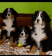 Bernese Mountain Dog Puppies for sale in El Paso, TX, USA. price: NA