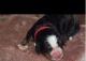 Bernese Mountain Dog Puppies for sale in California City, CA, USA. price: NA
