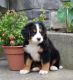 Bernese Mountain Dog Puppies for sale in Millersburg, OH 44654, USA. price: $900