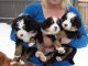 Bernese Mountain Dog Puppies for sale in Nashville, TN, USA. price: NA