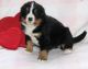 Bernese Mountain Dog Puppies for sale in Birmingham, AL, USA. price: NA