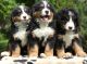 Bernese Mountain Dog Puppies for sale in McAllen, TX, USA. price: NA