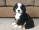 Bernese Mountain Dog Puppies for sale in Anaheim, CA, USA. price: NA