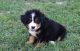 Bernese Mountain Dog Puppies for sale in Huntington Beach, CA, USA. price: NA