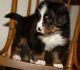 Bernese Mountain Dog Puppies for sale in San Diego, CA, USA. price: NA